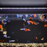 Twinstar LED akvárium világítás II 60A Kedvezményes ár